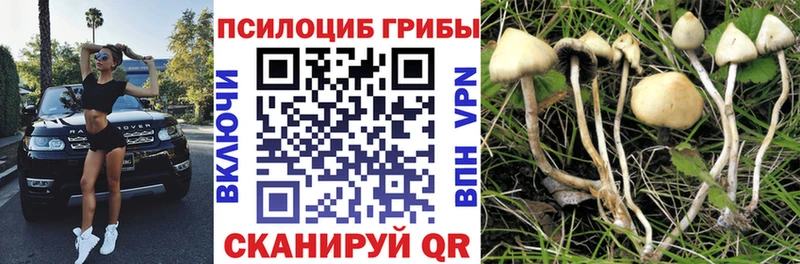 сколько стоит  МЕГА зеркало  Галлюциногенные грибы Magic Shrooms  Губаха 